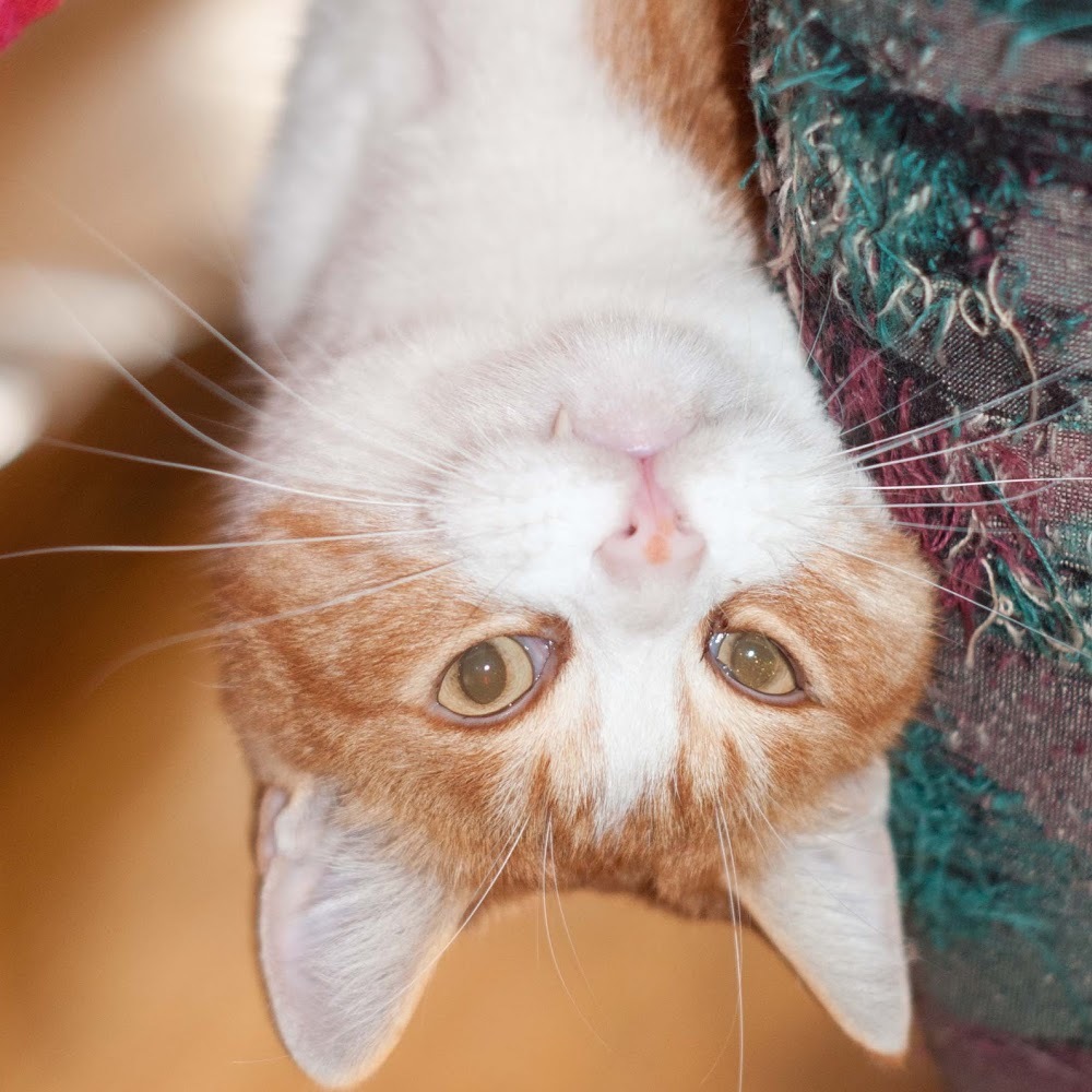 Meet your Posher, Vicki